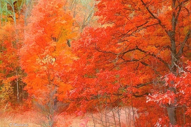 Free Fall Foliage Wallpapers