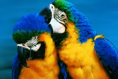 Latest Animals Wallpapers 2012