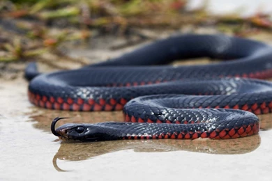 Black Mamba Snake Wallpapers HD Collection Of Black Snake