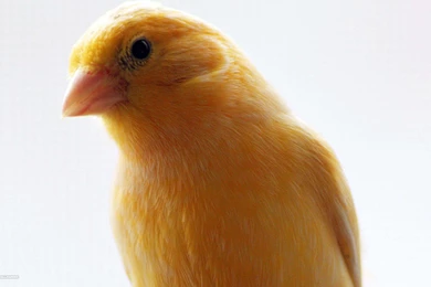 Canary Wallpapers HD