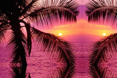 Pink Tropical Twitter Backgrounds, Pink Tropical Twitter Themes
