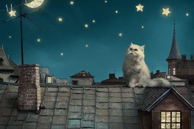 Persian White Cat Kitten Fairytale Fantasy Roof House Sky Night ...