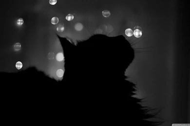 Black Cat Backgrounds   Wallpapers Cave