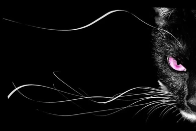 Black Cat With Pink Scary Eyes Wallpapers HD / Desktop And Mobile ...