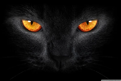 Image Of Black Cat Id: 2569   7HDWallpapers