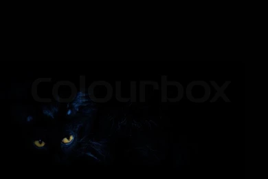 The Black Cat With Yellow Eyes On The Black Backgrounds