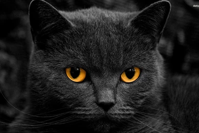 Black Cat Wallpapers 1920x1080, 1920 × 1200 In Wallpapers. Black ...