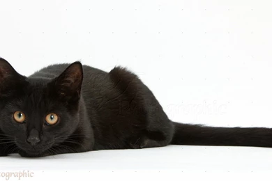 Cats & Kittens   Black Cats 1