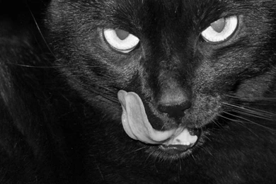 Scary Black Cat HD Wallpapers Desktop
