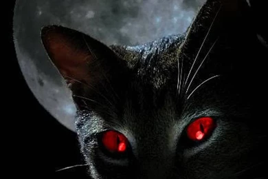 Black Cat Red Eyes Wallpaper Backgrounds