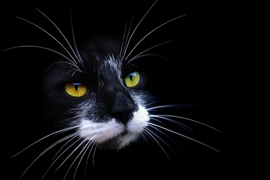 Cute Cats Image, Black Cat With White Beard, Black Backgrounds ...