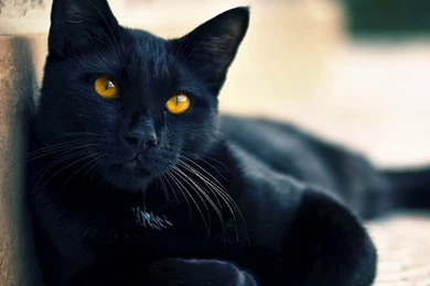 Full View And Download Black Cat Wallpapers 8 With Resolution Of ...