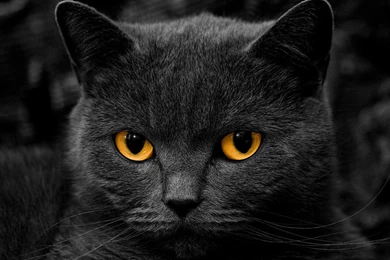 Black HD Wallpapers, Cat Backgrounds