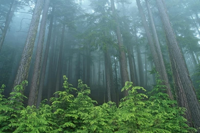 Forest Backgrounds Wallpapers