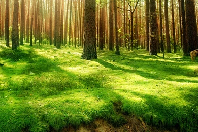 Forest Backgrounds Wallpapers