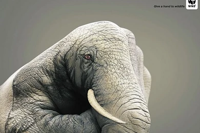 WWF World Wide Fund For Nature (WWF) PSAs Wallpapers 31279 ...