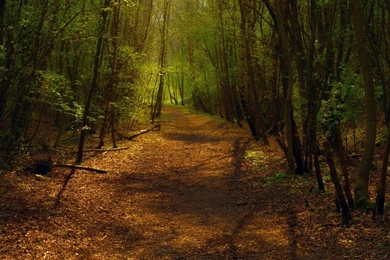 Forest Background, Wallpaper, Forest Backgrounds Hd Wallpapers ...