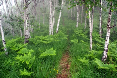 Download Misty Forest Backgrounds 8708 1920x1200 Px High Resolution ...