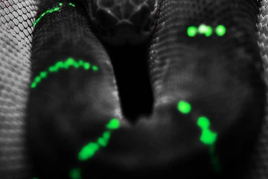 Animals iPhone 6 Plus Wallpapers   Black Snake Neon Green iPhone 6 ...