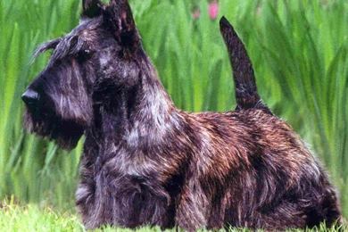 Scottish Terrier Wallpapers HD Download