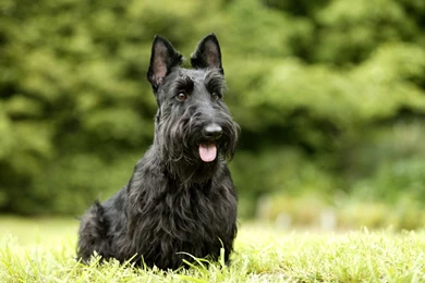 2 Scottish Terrier HD Wallpapers
