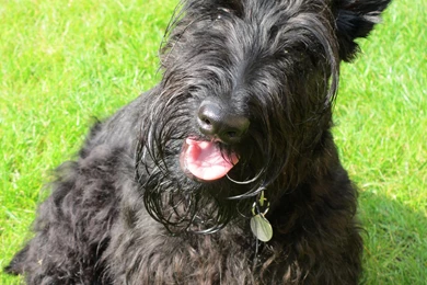 Scottish Terrier Photos And Wallpapers. The Beautiful Scottish ...
