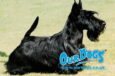 Scottish Terrier Dogs Wallpapers (13788895) Fanpop