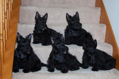 Rules Of The Jungle: Scottish Terrier Puppies