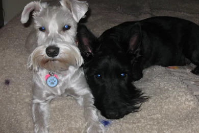 Scottish Terrier Dog