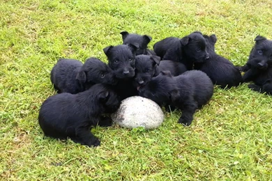 Scottish Terrier Puppies   YouTube