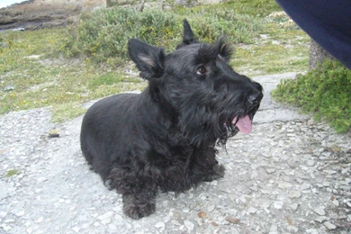 Schatzi The Scottish Terrier
