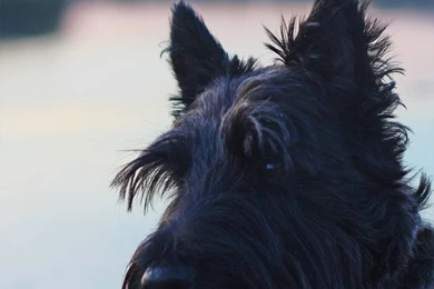 Scottish Terrier Smile On The Water By Winterface On DeviantArt