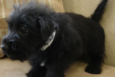Scottish Terrier Puppies