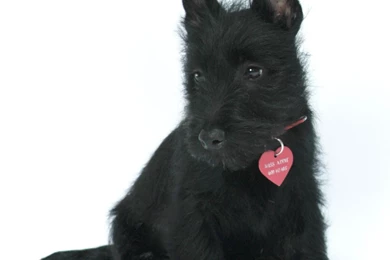 New blog pics: Hd Scottish Wallpapers