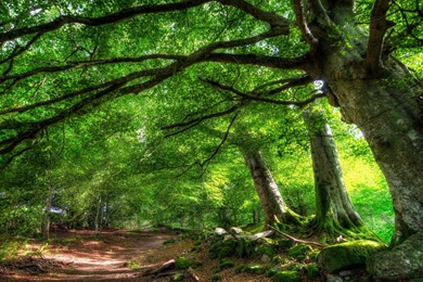 Forest Wallpapers Hd