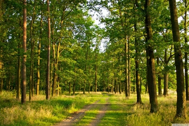 Forest Backgrounds Wallpapers 4929   HD Wallpapers Site