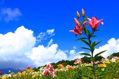 Download Wallpapers 1680x1050 Lilies, Flowers, Meadow, Sky, Sunny ...