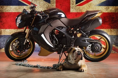 Triumph Speed ​​three Bulldog Custom Edition Motorcycle Wallpapers ...