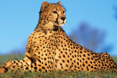 Cheetah Wallpapers Vector Art & Graphics