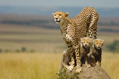 Cheetah Pictures Archives   Wallpapers HD Free Wallpapers In All ...