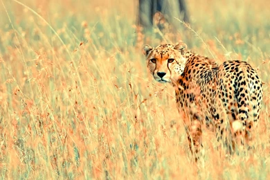 Cheetah Wallpapers