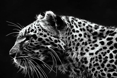 Cheetah Wallpapers  Fancy Free   Android Apps And Tests   AndroidPIT