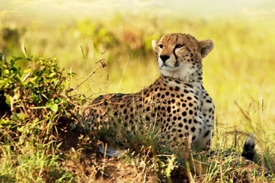 Free Cheetah Wallpapers   Wallpapers Cave