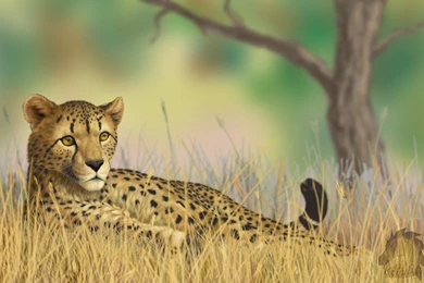 Qween Cheetah Cats Wallpaper Backgrounds Free ~ Cats For HD 16:9 ...