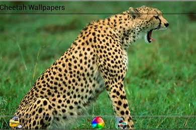 Cheetah Wallpapers   Android Apps On Google Play