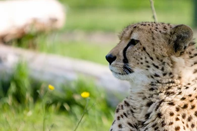 Cheetah Pictures Archives   Wallpapers HD Free Wallpapers In All ...