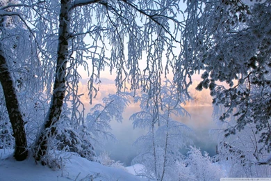 Beautiful Winter Frost HD Desktop Wallpapers : High Definition ...