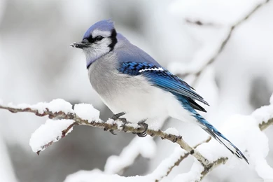 Beautiful Bird Winter HD Desktop Wallpapers : Widescreen : High ...