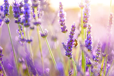 Lavender Flowers Backgrounds   Wallpaper.