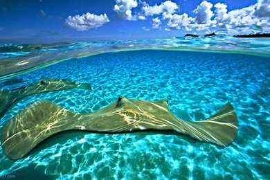 Pair Of Stingrays, 1024x600 Pixels : Wallpapers Tagged Fish ...